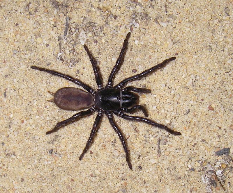 Missulena_occatoria_D7292_Z_90_on field_Australie.jpg